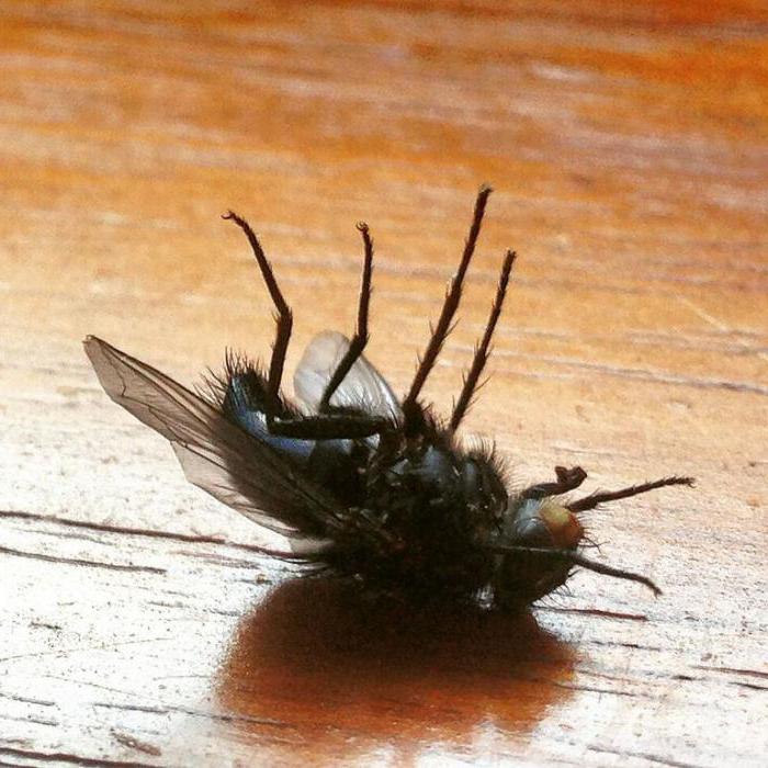 почему мухи трут лапки