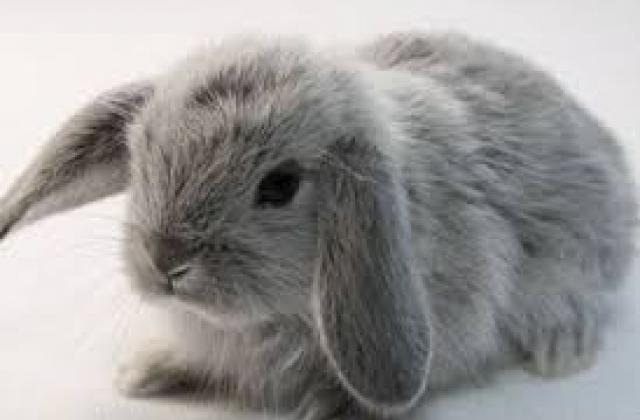 Голландский кролик: характеристика