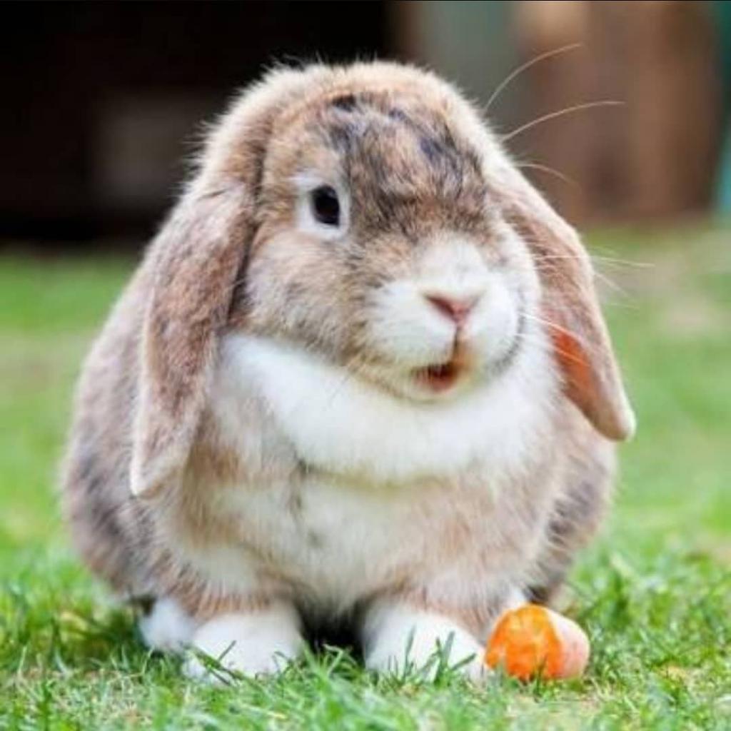 Голландский кролик: описание