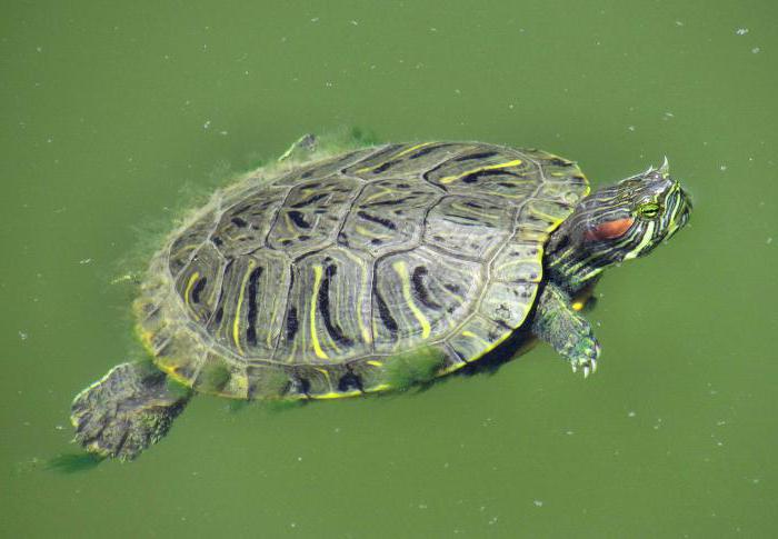 красноухая черепаха сколько может находиться без воды 
