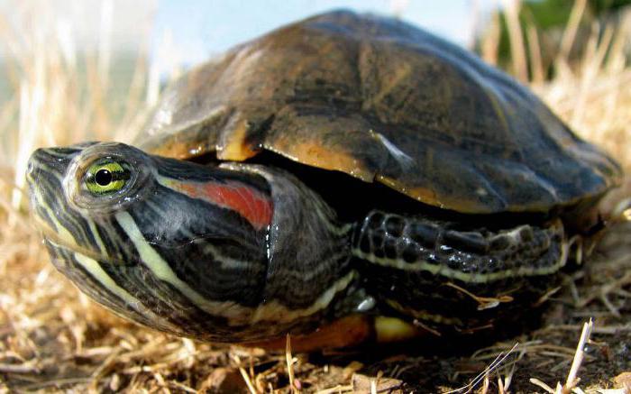 красноухие черепахи сколько могут без воды 