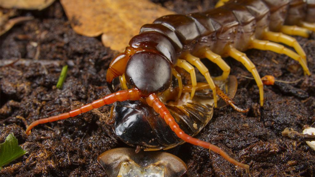 Сколопендры едят тараканов