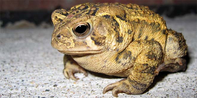 Фотография жабы