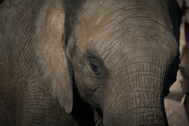 Самка африканского слона