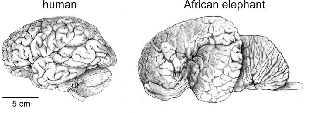 Мозг слона и человека