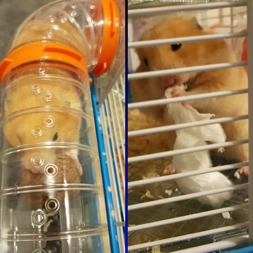 hamsters activites