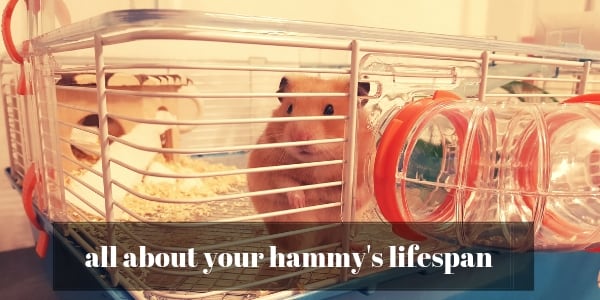hamsters life span (4)