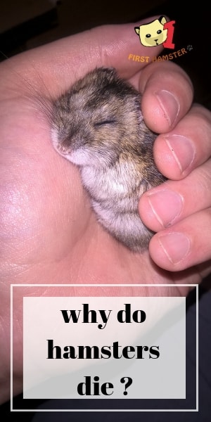Why hamsters die (1)