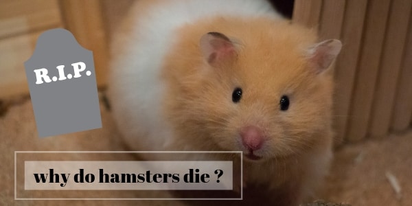 Why hamsters die (2)
