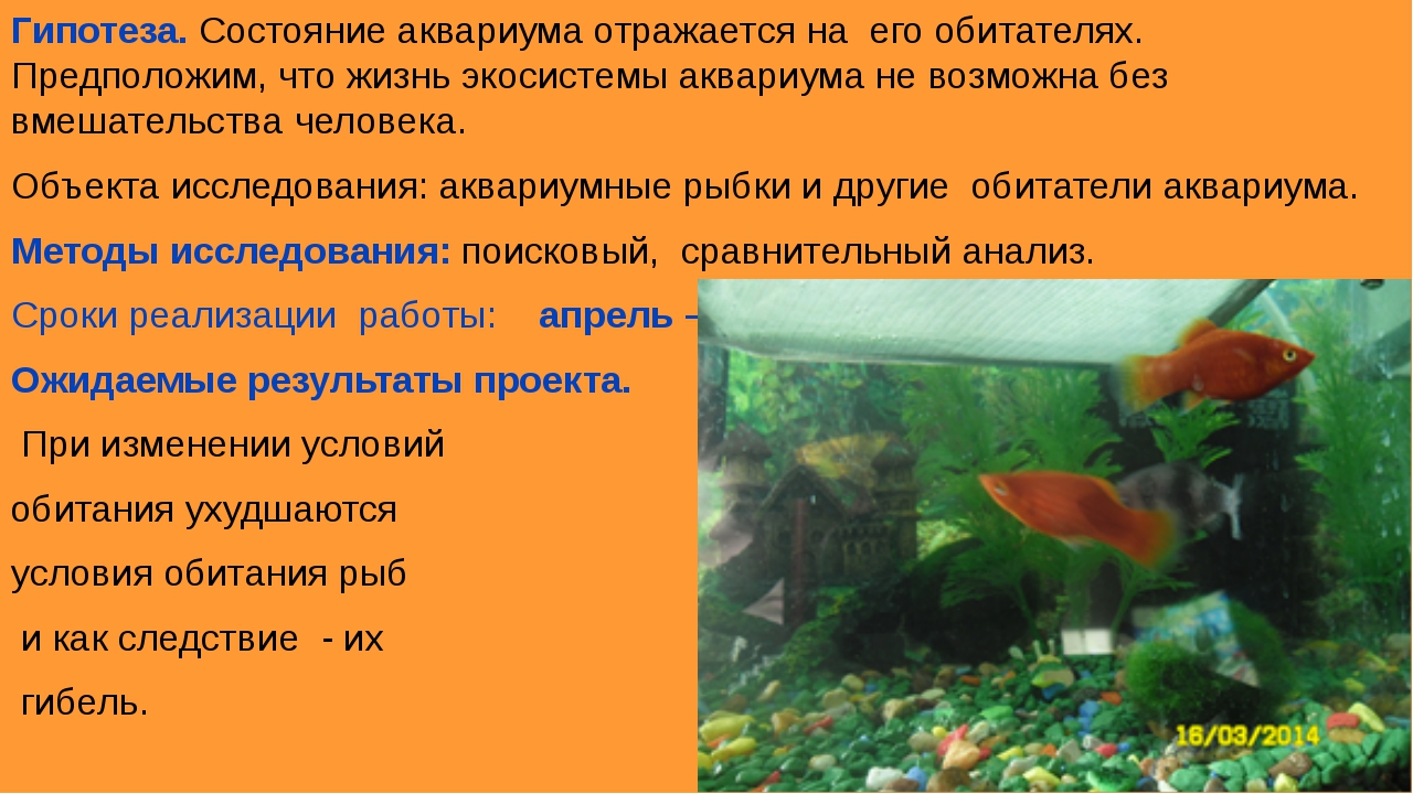 Какие организмы живут в аквариуме. Аквариумные рыбки проект. Проект аквариум. Проект про рыбок. Наблюдение за аквариумными рыбками.