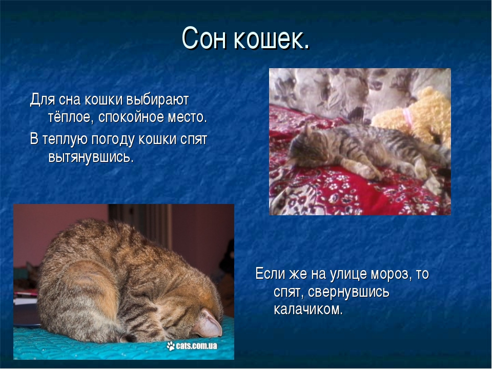 Презентация про кошек. Проект на тему кошки. Доклад про домашних кошек. Проект кошки презентация.