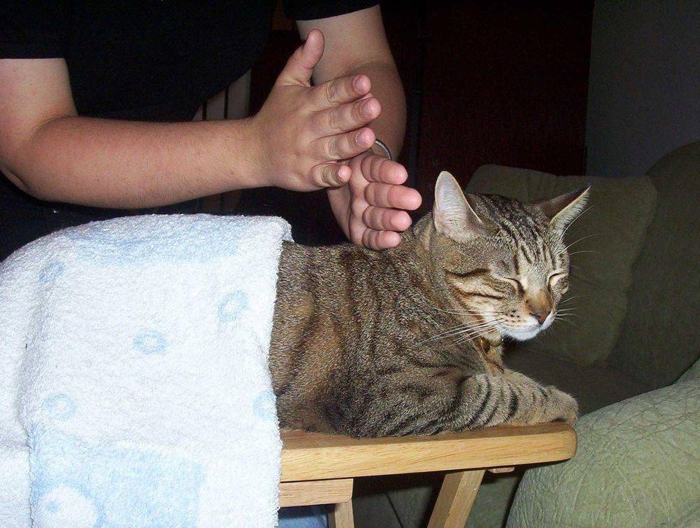 Какое обезболивающее дать кошке при переломе