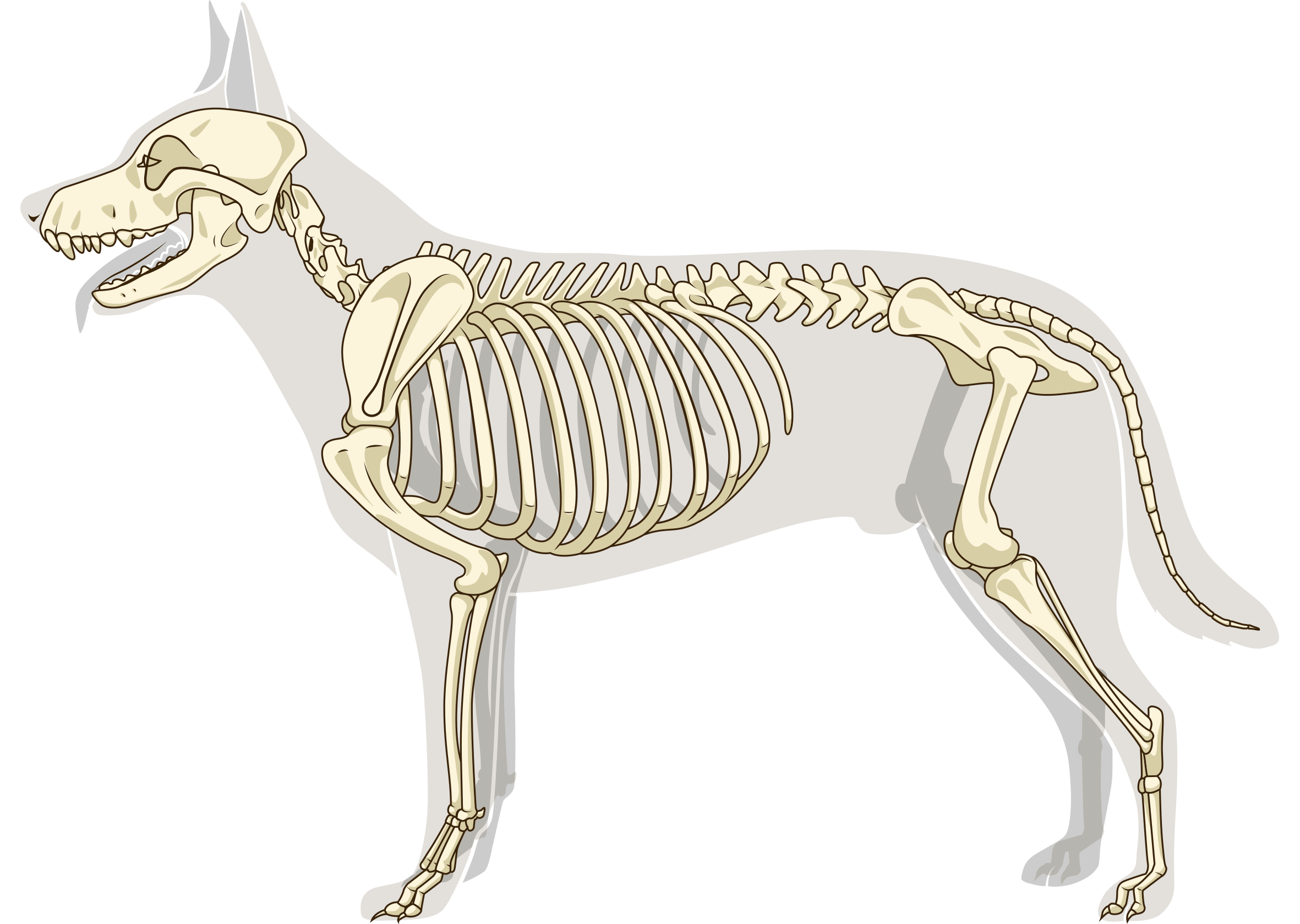Как нарисовать скелет собаки