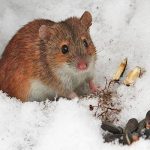 мышь полевка зимой фото
