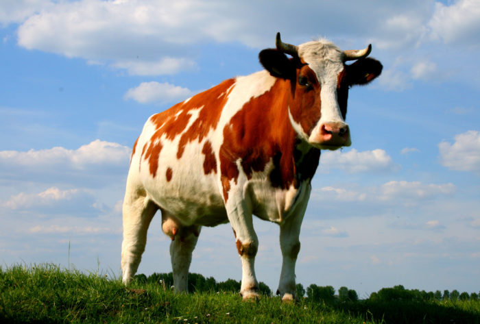 Симптомы катаральной горячки у коровы