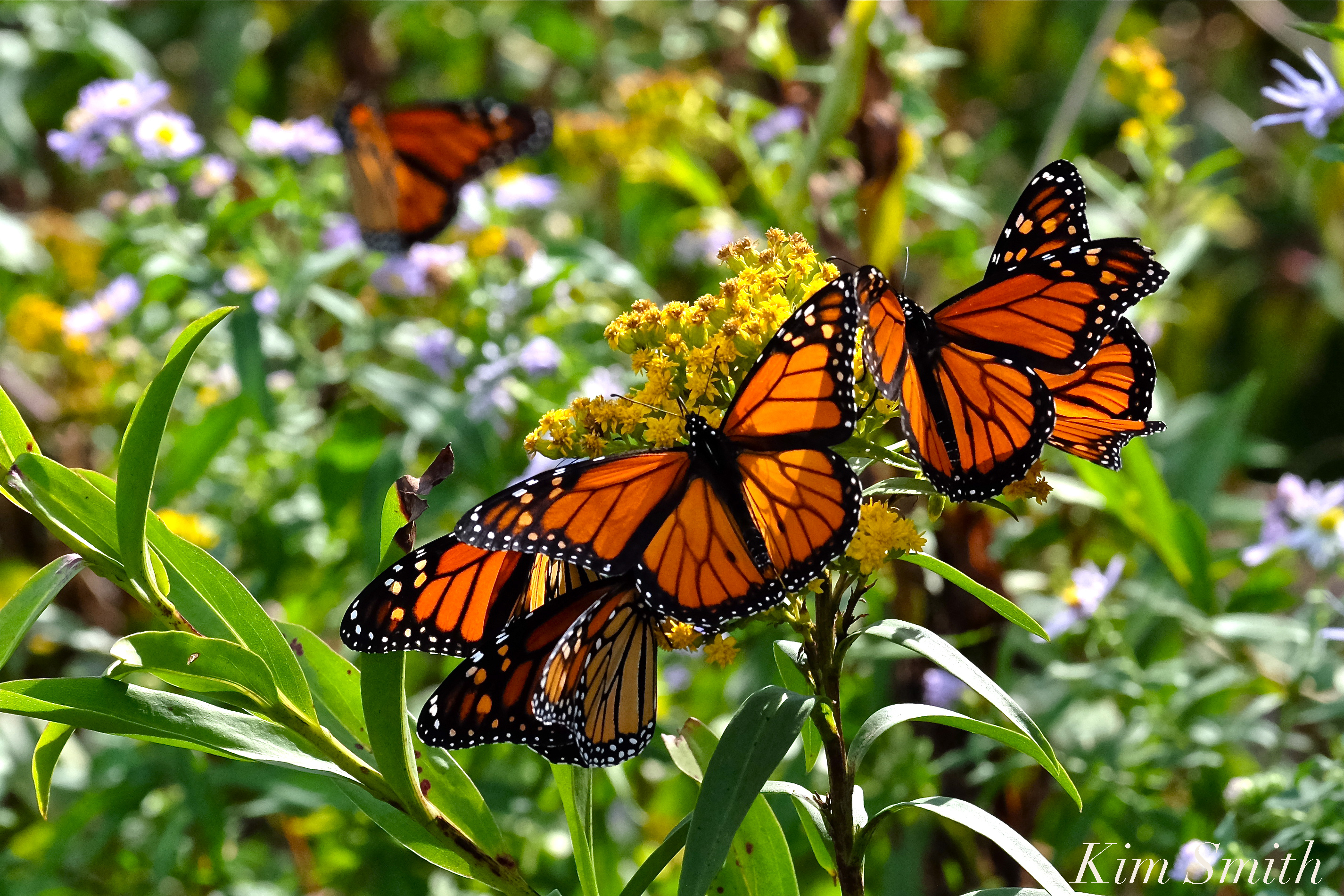 Бабочек легкая стая. Данаида Монарх. Бабочка Данаида. Бабочка Монарх. Североамериканская бабочка Данаиды Монарх.