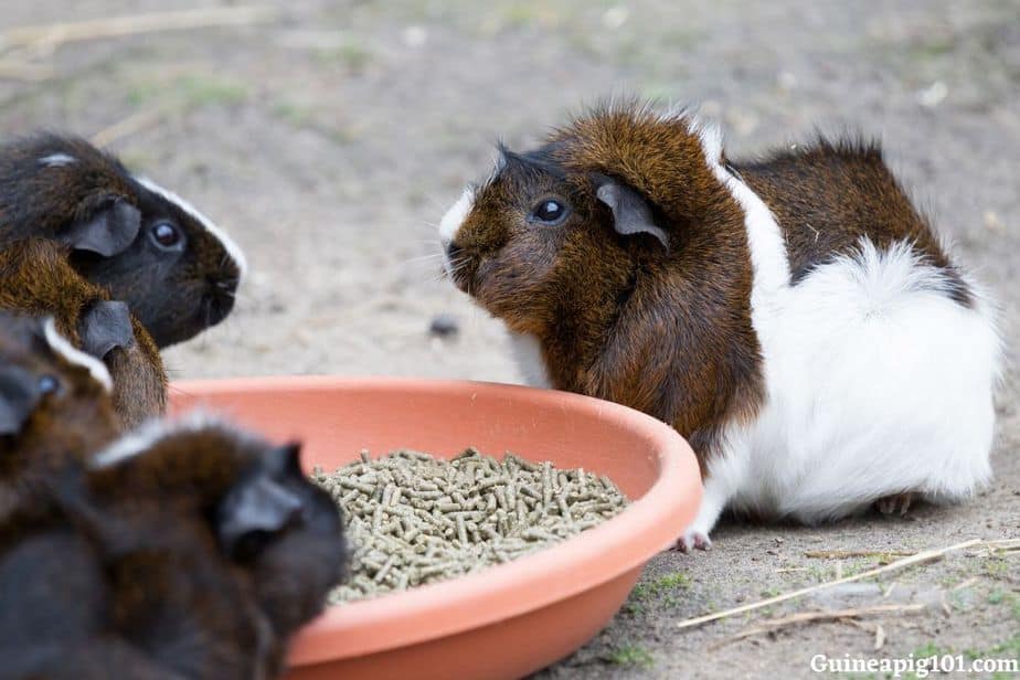 scientific name for a Guinea pig