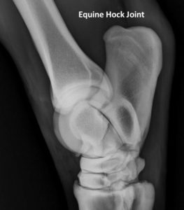 equine hock joint