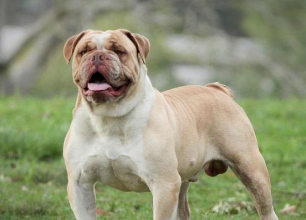 5 самых морщинистых пород собак - Серрано Бульдог