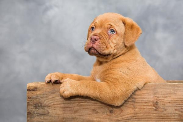 5 самых морщинистых пород собак - бордоский дог