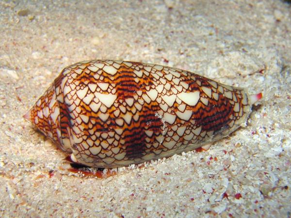 Типы улиток - Морские и наземные - 1. Conus magus