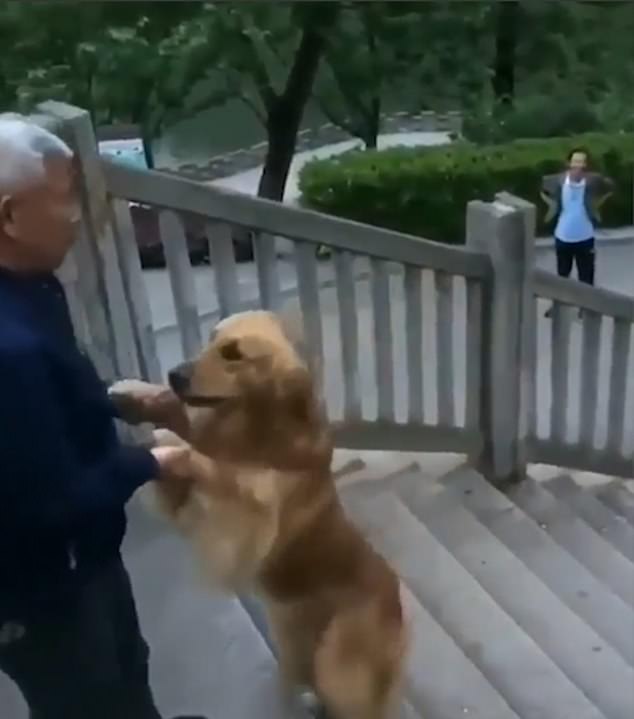At the top of the stairs is the owner with his hands out in front to catch the dog. The pooch finally reaches the top step and is caught by his owner who holds on to it