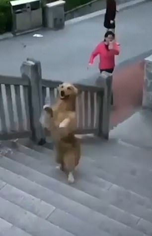 A woman walking by stops to pull out her phone and capture video of the pup