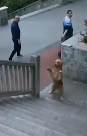 A golden retriever has impressed onlookers by standing up and walking up a row of steps, believed to be in China. The pooch getting up on its hind legs walk up the steps just like a human