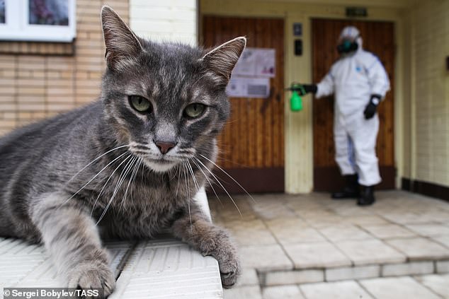 Cats are capable of transmitting the coronavirus between themselves, a study in China has found. Picture: A cat relaxes outside Moscow apartments being disinfected