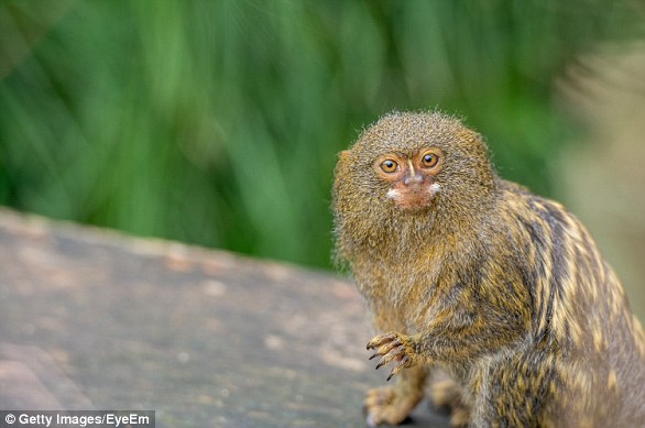 Pygmy marmosets (one pictured above) are the world