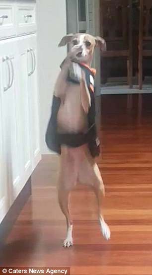This is the astonishing moment Butter Bean, the Italian greyhound walks on her hind legs