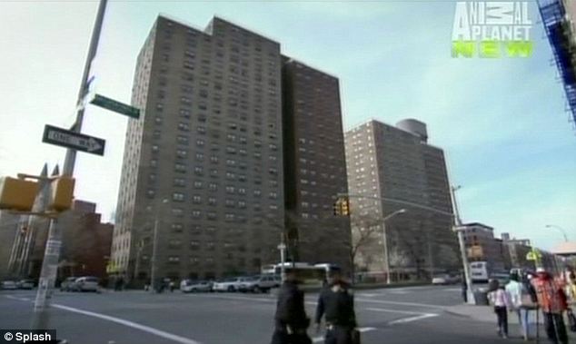 Ming lived with owner Antoine Yates in this Harlem tower block before his inner wild animal was unleashed