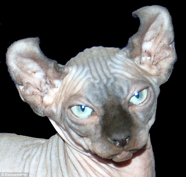An acquired taste? The Elf cat is a cross between the hairless Sphynx and the American Curl known for its twisted ears
