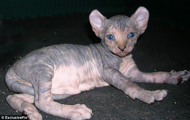 Breed specifications state Elf cats should be of medium to large size, weighing from 3.6kg up to 6.8kg. The curve of their ears should be between 90 up to 180 degrees