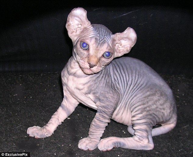 Although officially regarded as a hairless breed some Elf cats have a thin layer of downy fur. They need to be kept out of bright sunshine and bathed regularly to prevent skin infections