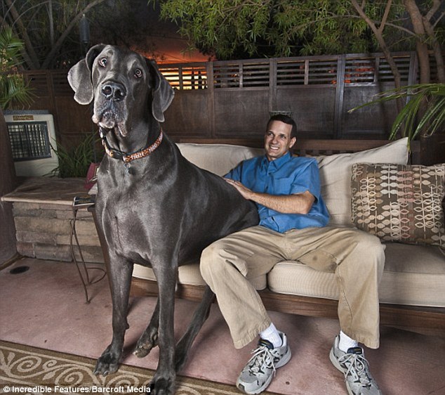 Huge: Standing at nearly 43 inches tall from paw to shoulder and weighing a staggering 245lbs George was the reigning Guinness record holder for tallest dog on Earth