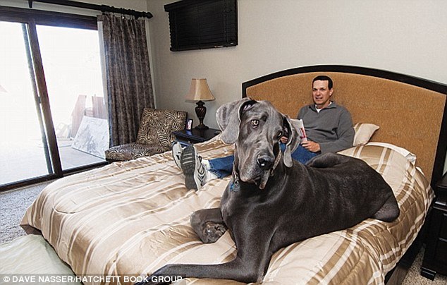 Standing almost four-foot-tall at the shoulder and seven-foot three-inches on his hind legs, George consumes 180 pounds of food a month and sleeps on a queen sized mattress