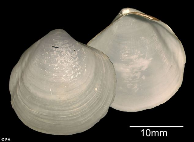 Both the clams (Thyasira Scotiae, pictured) and marine worm were discovered around 260 miles west of the Hebrides at a depth of about three quarters of a mile