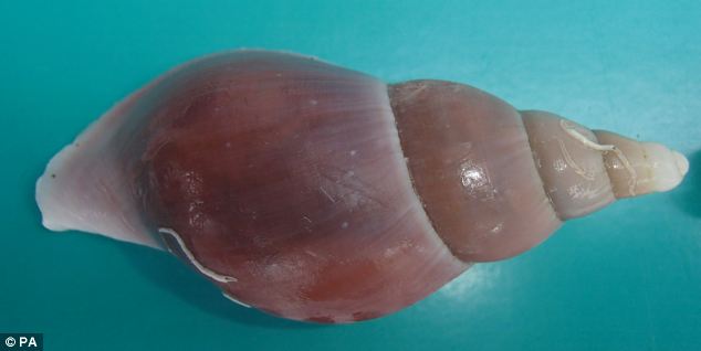 A new species of snail called Volutopsius scotae is one of four sea creatures to have been discovered in deep ocean waters hundreds of miles off the north west coast of Scotland