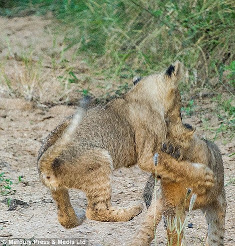 Cubs play with anything that arouses their interest including ostrich eggs, turtles and their mothers tail