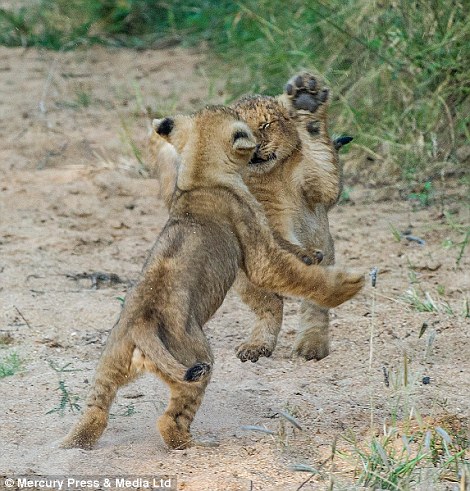 The cubs beginning their playtime. Baby cubs often play fight as a practice for their later years where they may be forced to fight for dominance