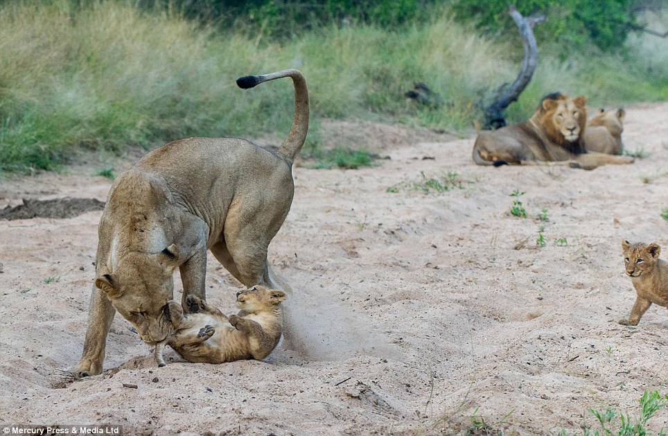 Mother plays with the cubs while the male lion looks on. Female lions remain playful in their later years, much more so than the male adult lions