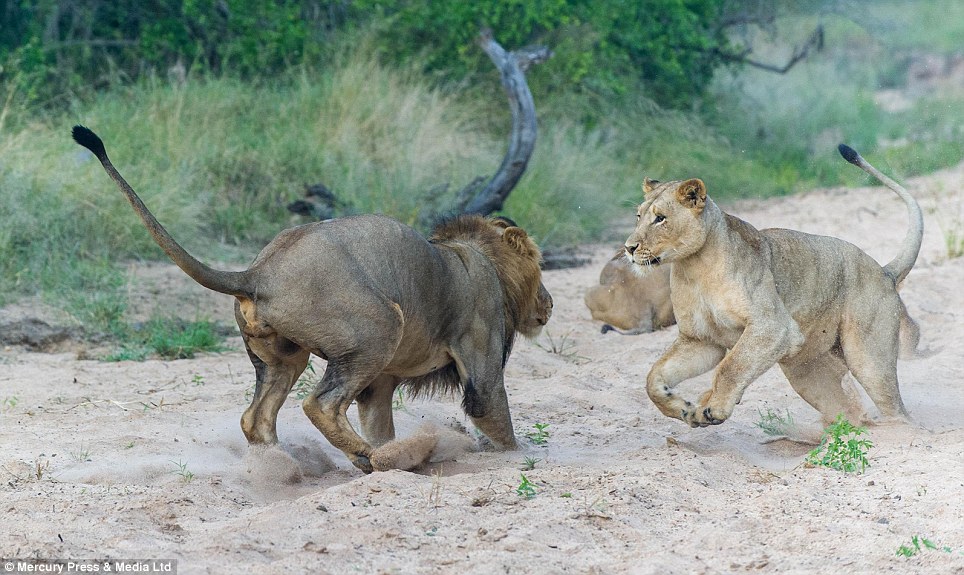 Not so rough: The male lion gets a telling off from the mother of their cubs for playing too aggressively. Pictures were taken by a game keeper near their riverside pride in Greater Kruger National Park in South Africa