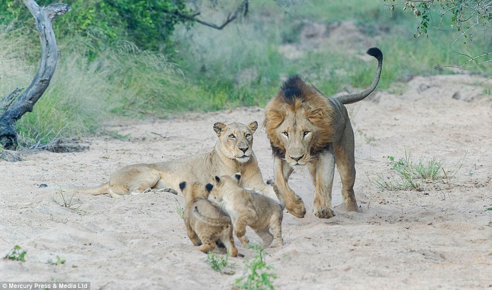 The male lion of the pride approaches his cubs. While male lions are often not as playful as female lions, they do have a soft side, sometimes taking time out from eating and basking to engage in a bit of rough and tumble