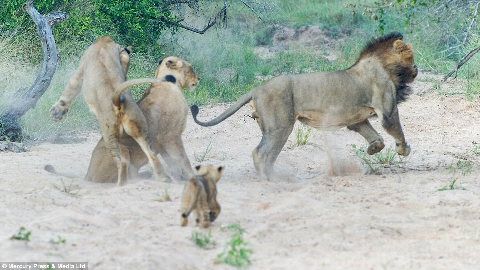 The female lions gang up on the male. Often, groups of females will stick together to contest male lions from other prides that might have approach their territory, finding safety in numbers