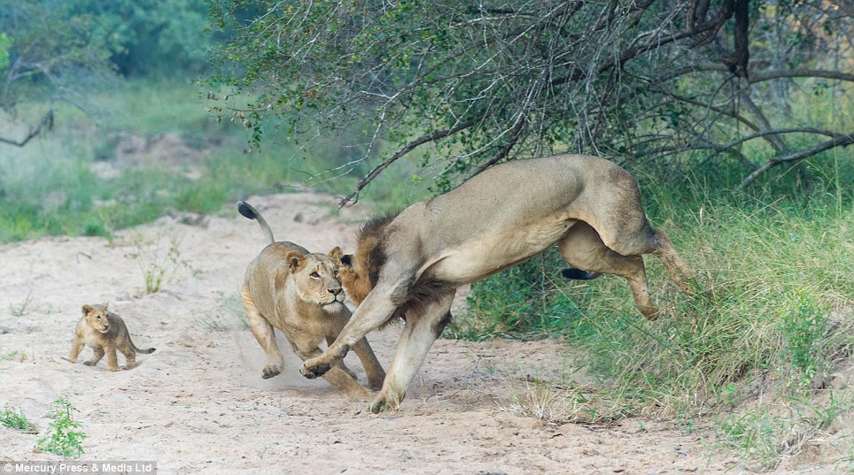 The mother defends her cubs: While the play fighting is innocent and often harmless, the act of defense is not, as a mother will become incredibly fierce to defend her cubs
