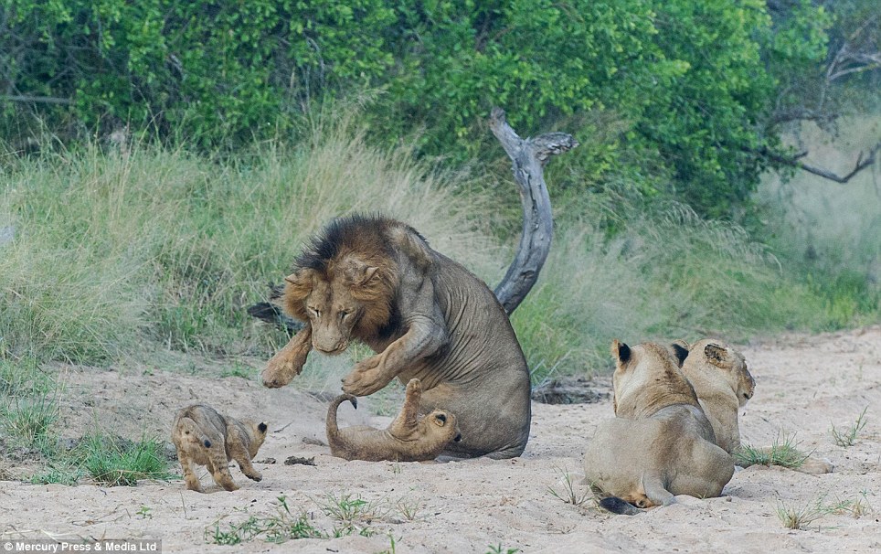 The male lion appears to begin playing with the cubs of the Black Dam pride. The male lions can often be aggressive toward their cubs as a way of asserting dominance over fast-growing young males lions