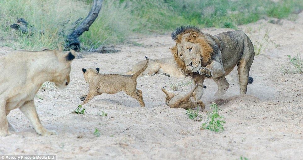 The male lion starts to get a bit rougher: The males will rough-house with the younger members of the pride when they are smaller because they do not have the physical advantage, but will remember that the lion is the dominant male