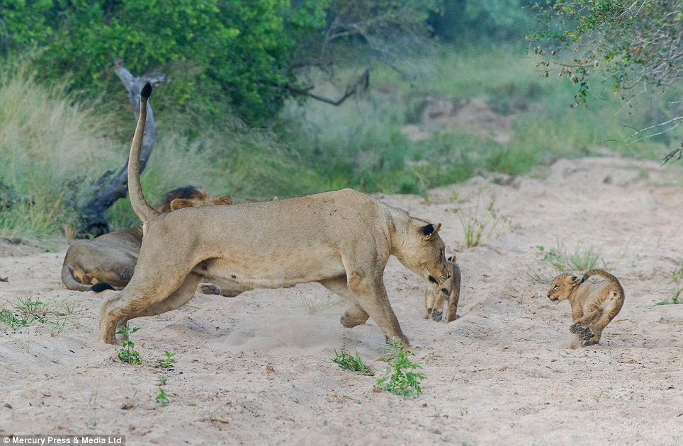 Defending cubs against outside males is one of the primary reasons why female lions live in groups, as there is strength in numbers and only groups of females can defeat males and successfully protect their cubs