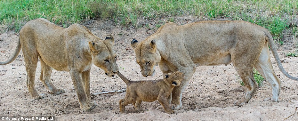 Female lions remain more playful in adult life than male lions in order to teach cubs how to fight and defend themselves, as well as play fighting to show affection to their young